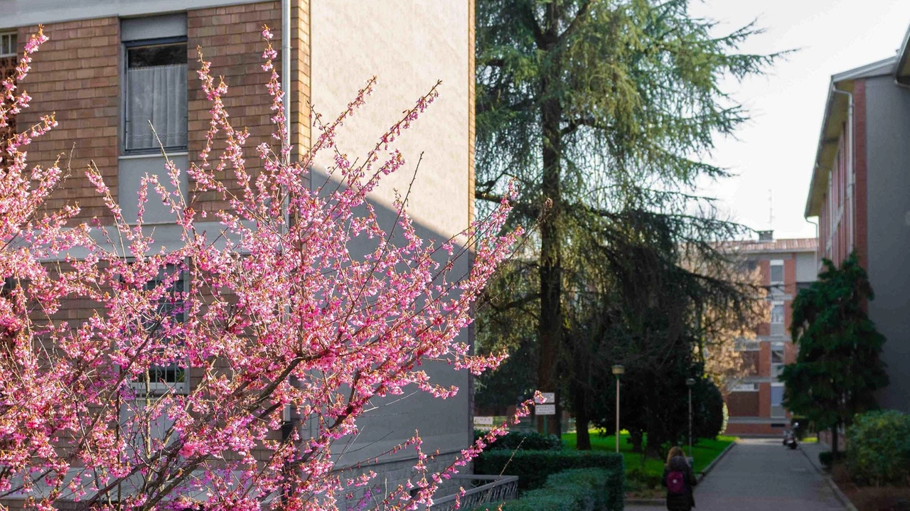 Uno scorcio del “quartiere giardino“ con i vialetti tra i palazzi (Foto Fasani/Ansa)