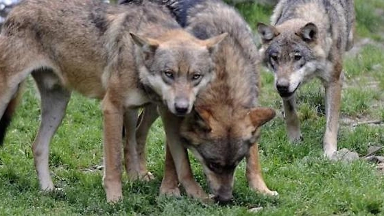 Tredici lupi avvistati nel Parco dello Stelvio: ci sono tre branchi