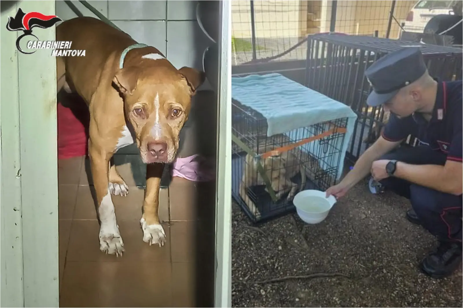 Mantova, canile-lager nel giardino: pitbull intrappolati nelle gabbie assetati e affamati sotto il sole cocente, uno trovato morto dentro un’auto
