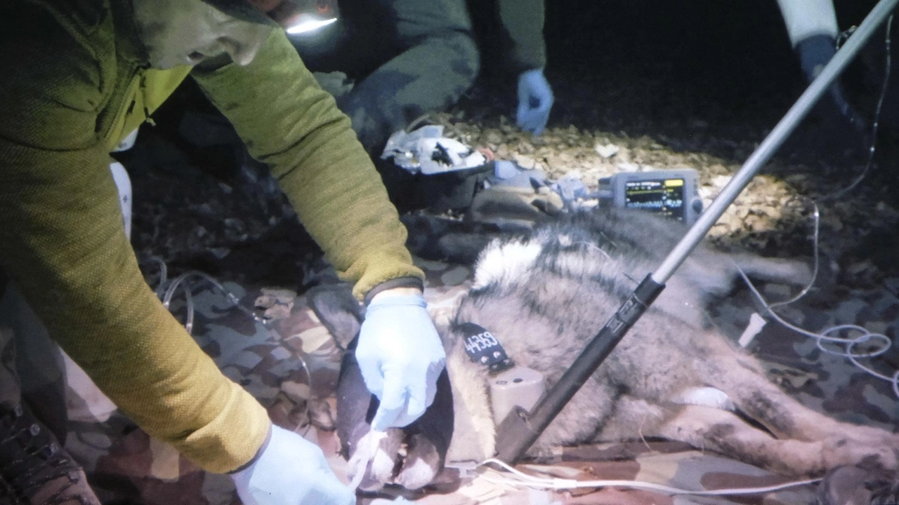 Gli operatori della riserva tra Valtellina e Bresciano in collaborazione con i Forestali hanno individuato tre branchi di lupi. A febbraio è morta la prima “mamma“ scoperta nel 2021 Gli operatori della riserva tra Valtellina e Bresciano in collaborazione con i Forestali hanno individuato tre branchi di lupi. A febbraio è morta la prima “mamma“ scoperta nel 2021