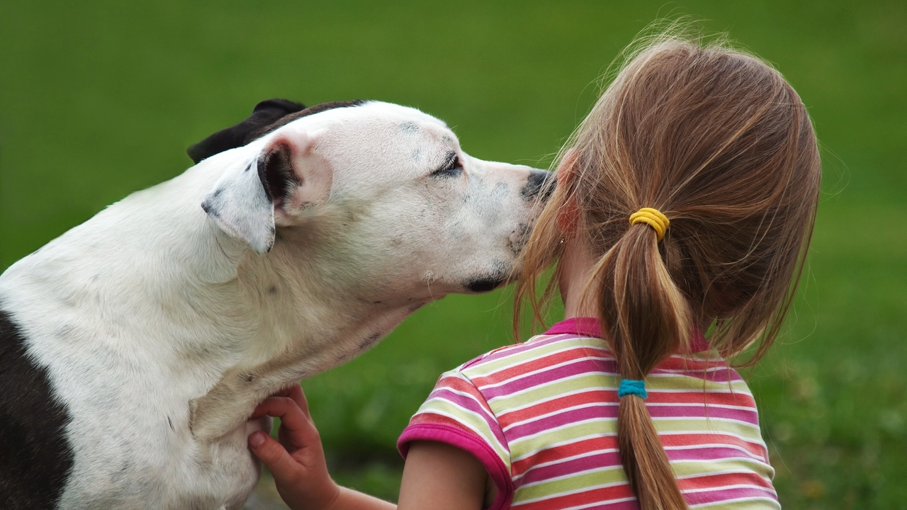 Bimba azzannata da un pitbull a Sesto, il parere di un veterinario: "Non sono più pericolosi di altre razze" (foto archivio)