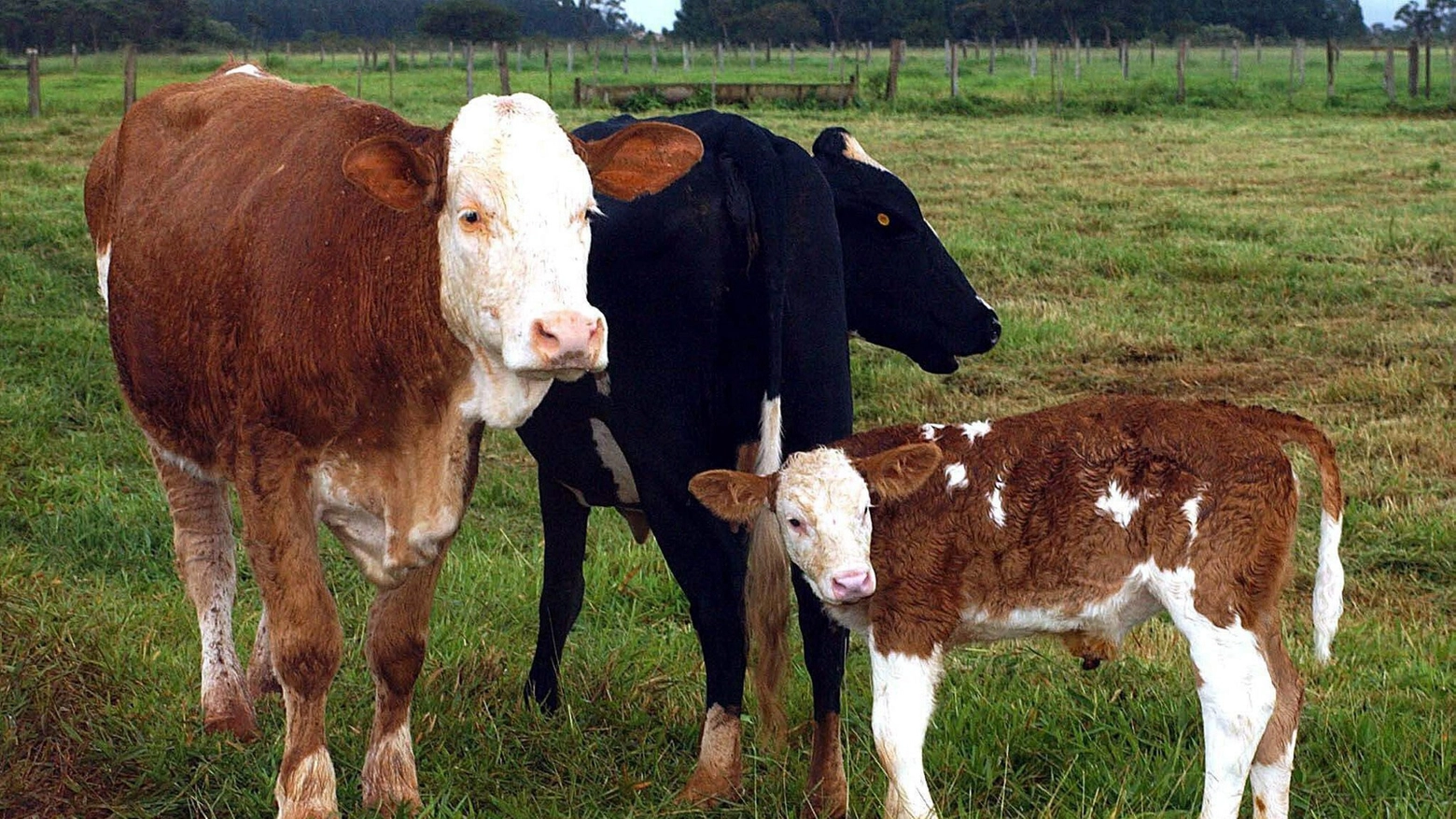 Mucche e vitellino in una foto d'archivio