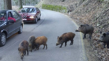 Emergenza cinghiali in Lombardia e allerta peste suina: “Specie invasiva, ordinanza per favorire depopolamento”