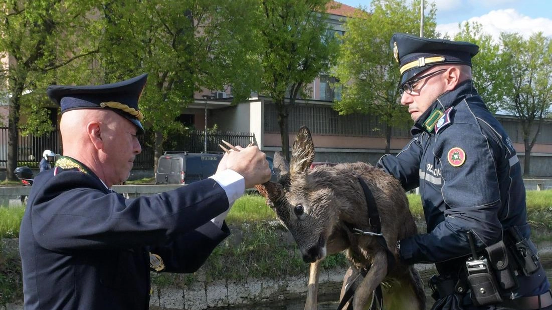 Capriolo “in fuga“ nel letto del Naviglio Martesana, lo mettono in salvo, dopo quasi tre ore di “rimpiattino“ fra... Capriolo “in fuga“ nel letto del Naviglio Martesana, lo mettono in salvo, dopo quasi tre ore di “rimpiattino“ fra...