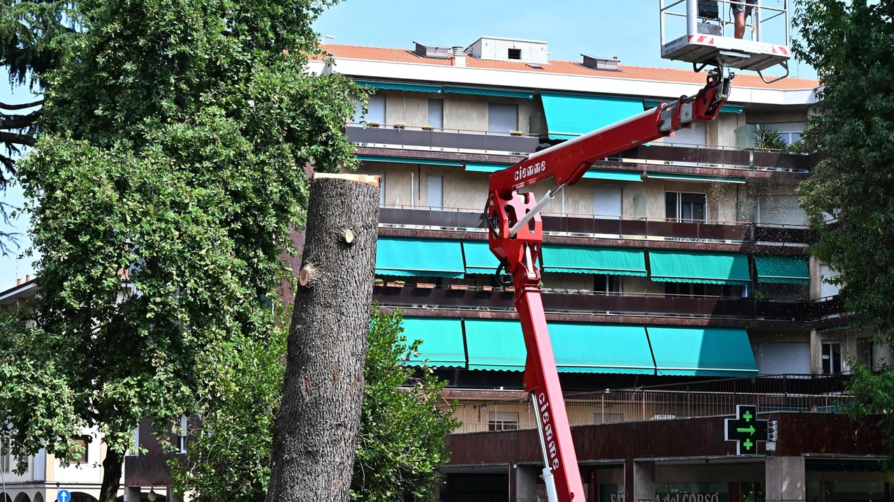A Legnano è stato rimosso un cedro dell'Himalaya alto venti metri a causa di una malattia radicale. L'albero costituiva un pericolo per i pedoni e è stato rimosso con interventi mirati. A Legnano è stato rimosso un cedro dell'Himalaya alto venti metri a causa di una malattia radicale. L'albero costituiva un pericolo per i pedoni e è stato rimosso con interventi mirati.