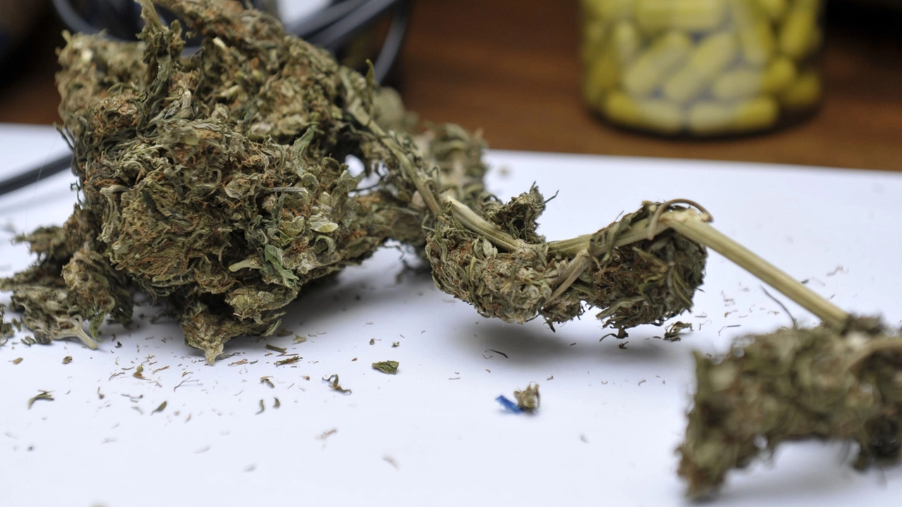 Sequestro di marijuana (Foto di repertorio Spf)