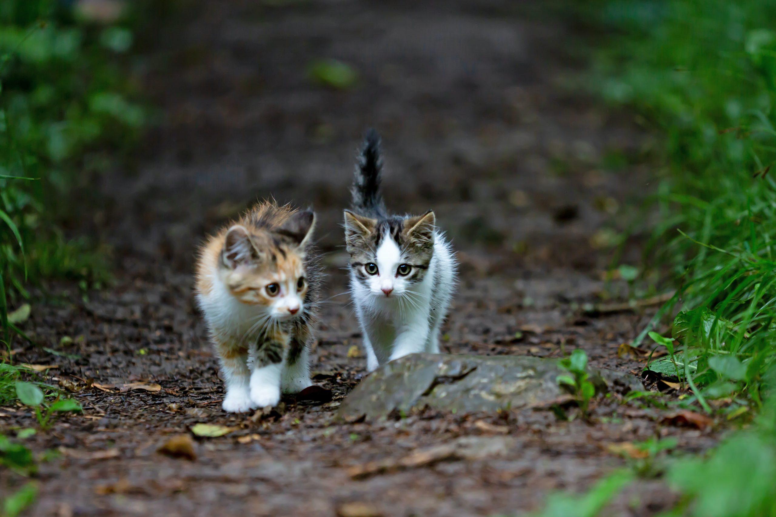 Non solo cani: cresce il fenomeno dell’abbandono dei gatti: “Li lasciano in natura credendo che si riadattino” Non solo cani: cresce il fenomeno dell’abbandono dei gatti: “Li lasciano in natura credendo che si riadattino”