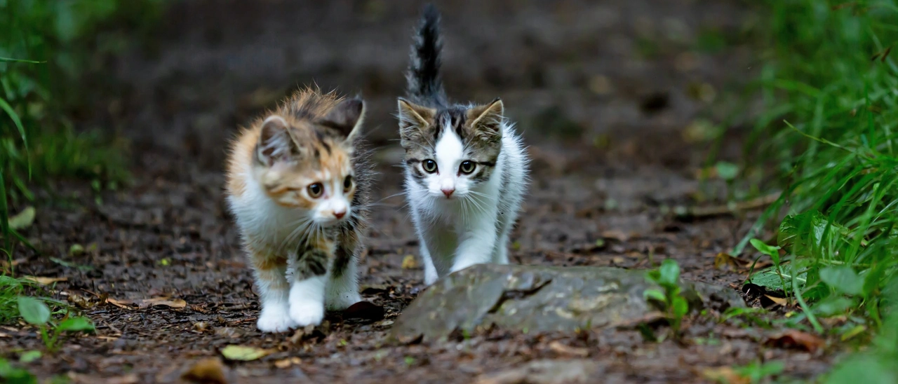 Non solo cani: cresce il fenomeno dell’abbandono dei gatti: “Li lasciano in natura credendo che si riadattino”