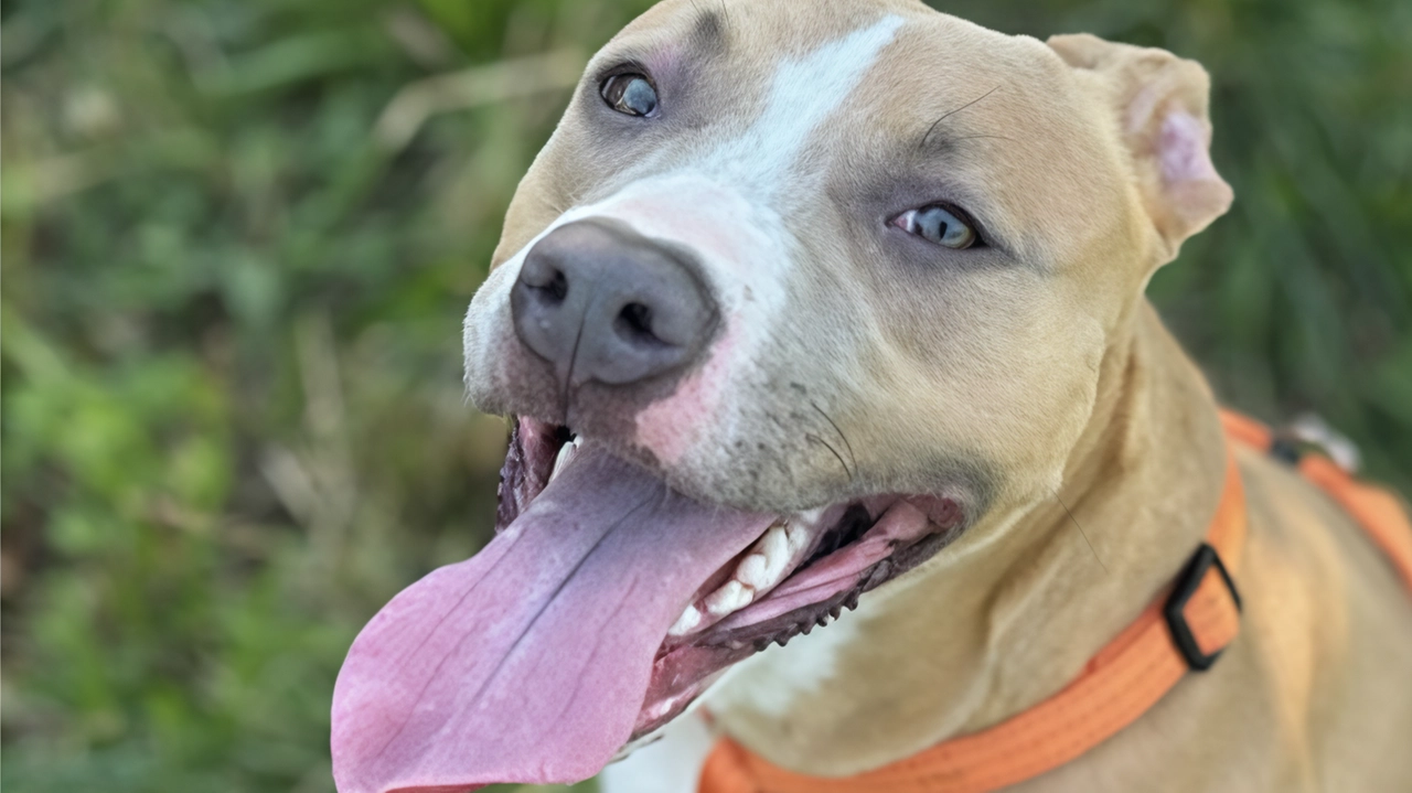 Vittoria è un cane pieno di energia e di voglia di fare. Eppure il suo proprietario l’ha abbandonata. È stata... Vittoria è un cane pieno di energia e di voglia di fare. Eppure il suo proprietario l’ha abbandonata. È stata...