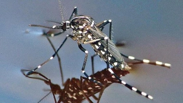 Zanzare tigre, cos’è il progetto Procida e perché i maschi sterili possono salvarci dalla Dengue