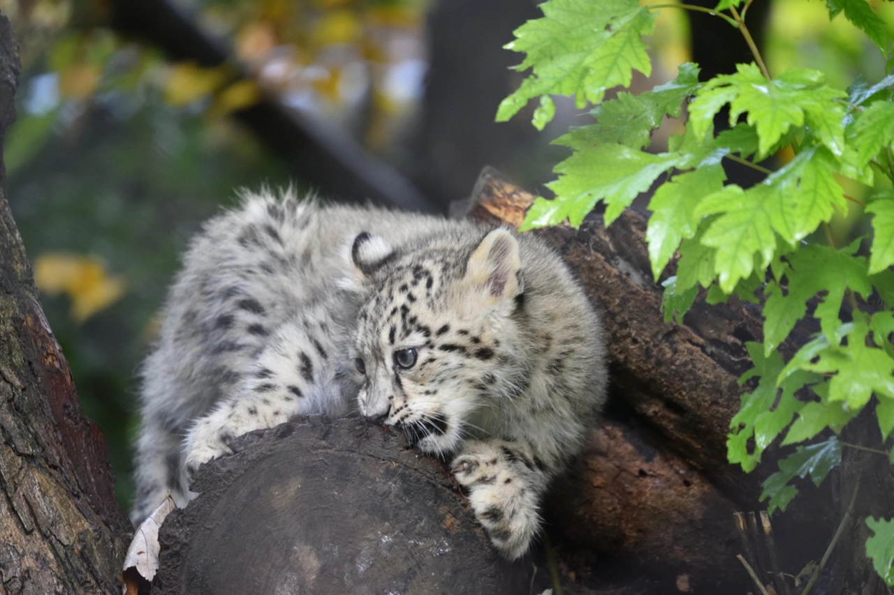 In via di guarigione Yuki, la cucciola di leopardo delle nevi