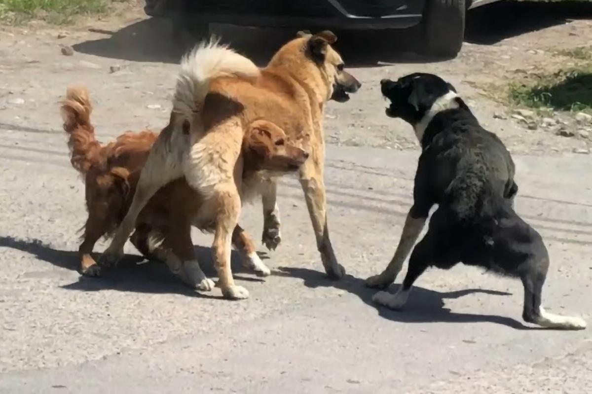 Lite tra cani finisce in rissa tra padroni: uno lancia una bottiglia all’altro, ma sbaglia mira e prende l’auto dei carabinieri Lite tra cani finisce in rissa tra padroni: uno lancia una bottiglia all’altro, ma sbaglia mira e prende l’auto dei carabinieri