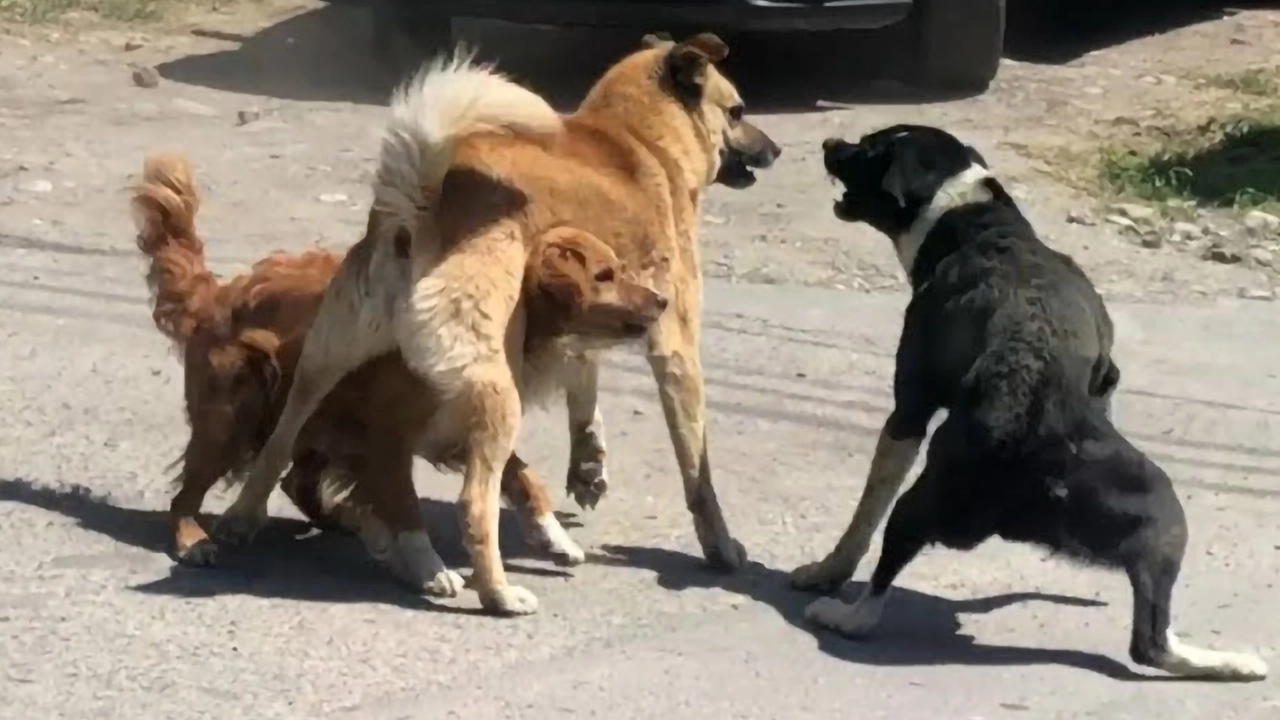 Tutto iniziato da una lite tra cani (foto di repertorio)