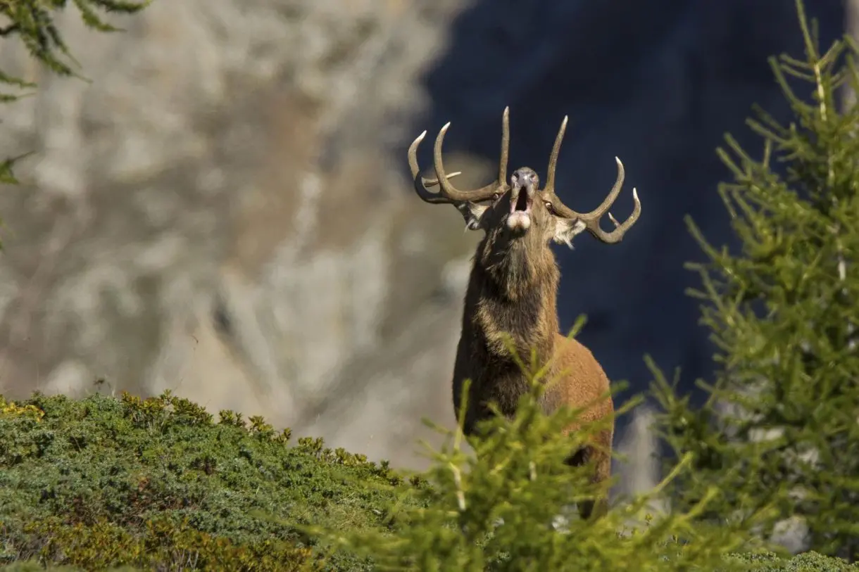 Bormio, passeggiate d’autunno tra il richiamo dei cervi e i colori del foliage