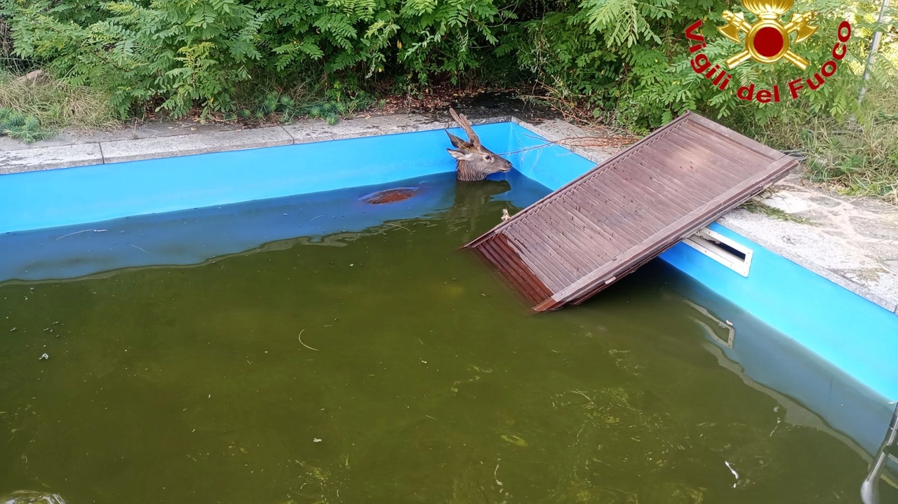 Il cervo a mollo nella piscina della villetta di Colmegna Il cervo a mollo nella piscina della villetta di Colmegna