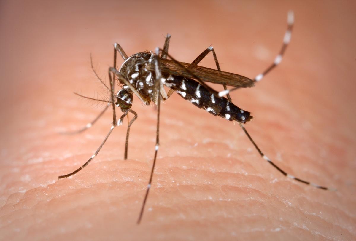 allarme malattie esotiche sul lago di como a dervio un caso sospetto di dengue