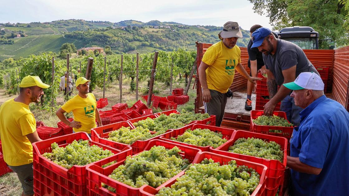 il caldo anticipa la vendemmia ad oliva gessi si raccolgono le uve per lo spumante