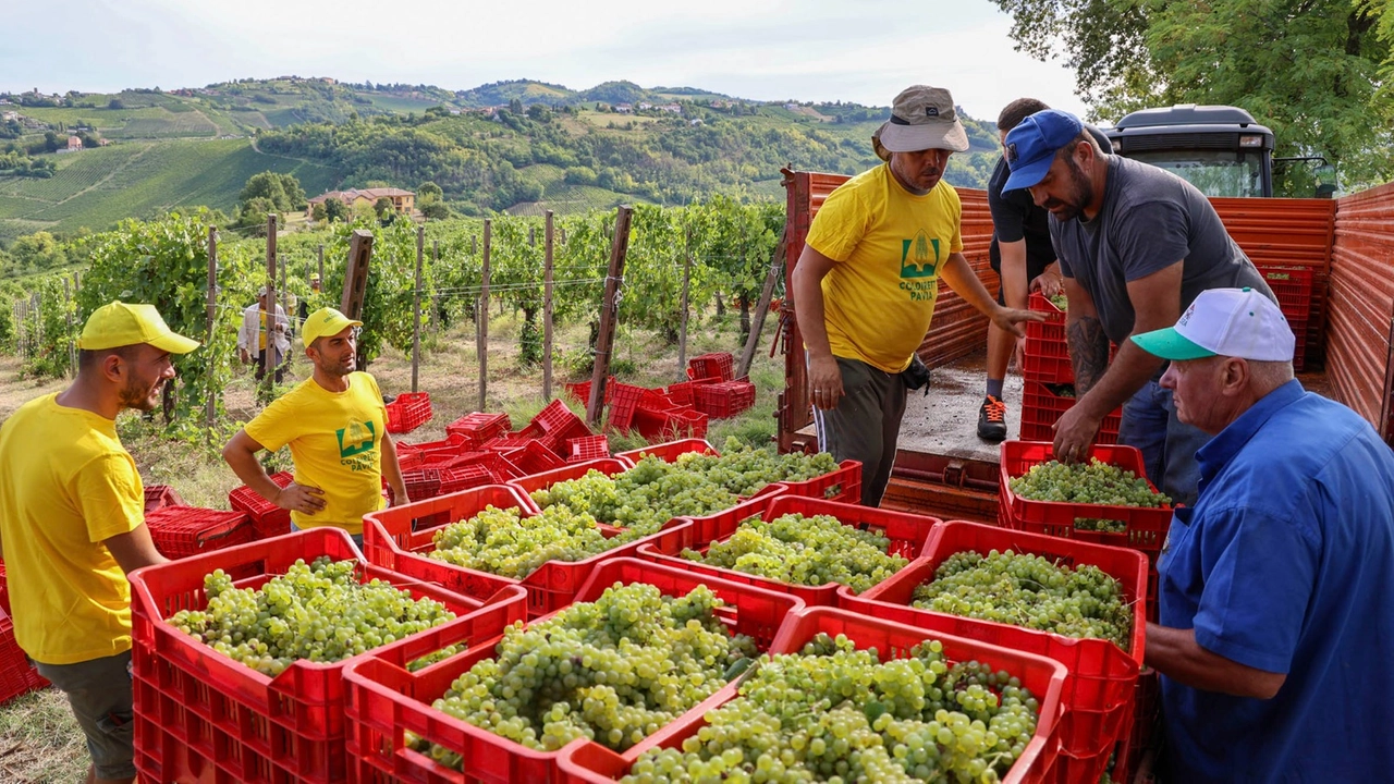 Partita la vendemmia 2025 Partita la vendemmia 2025