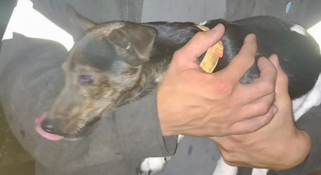 Paderno d'Adda, cagnolino si infila in un cunicolo nel muro: lo liberano i vigili del fuoco