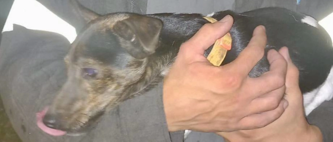 Paderno d'Adda, cagnolino si infila in un cunicolo nel muro: lo liberano i vigili del fuoco