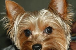 Un cane Yorkshire