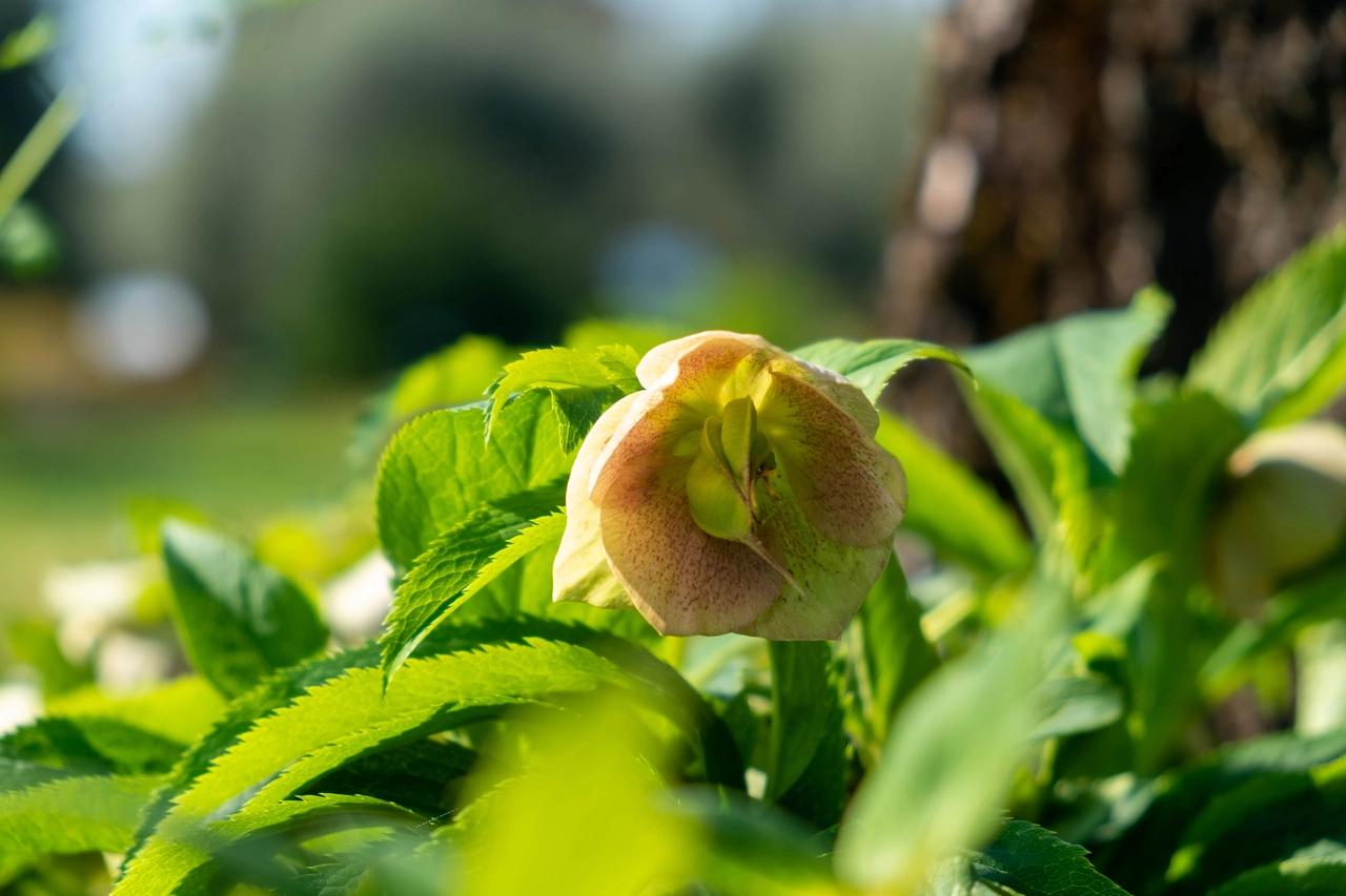 Helleborus purpurascens
