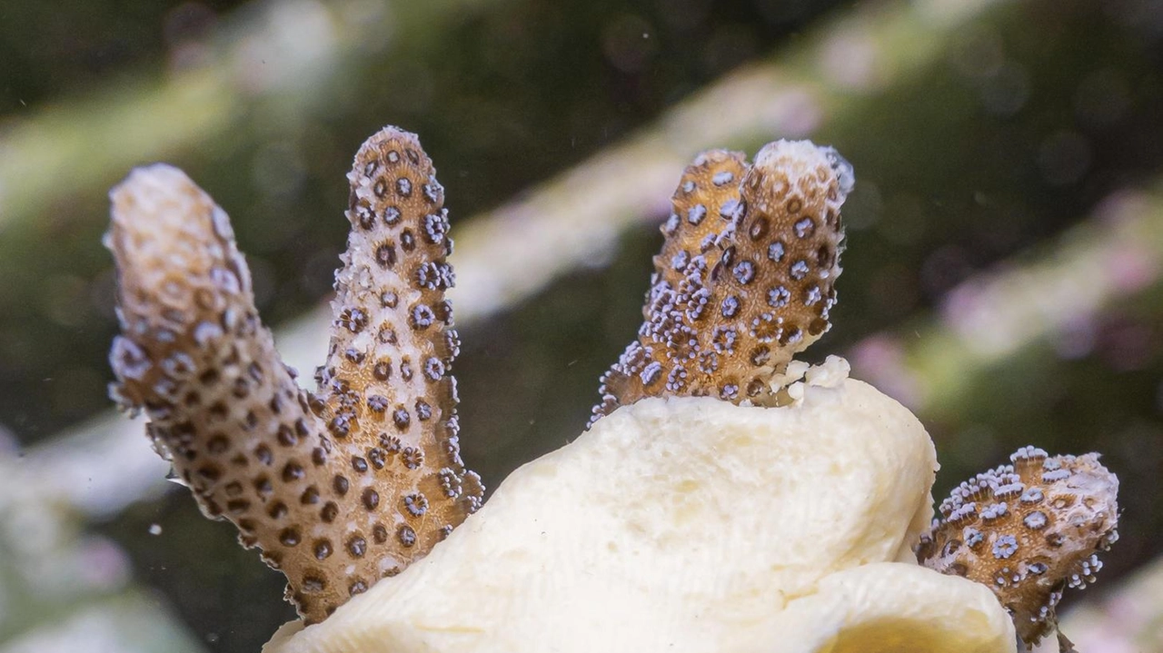 Una biopasta per salvare e restaurare i coralli. E un cerotto naturale per curarli. Sono le ultime invenzioni studiate dai... Una biopasta per salvare e restaurare i coralli. E un cerotto naturale per curarli. Sono le ultime invenzioni studiate dai...