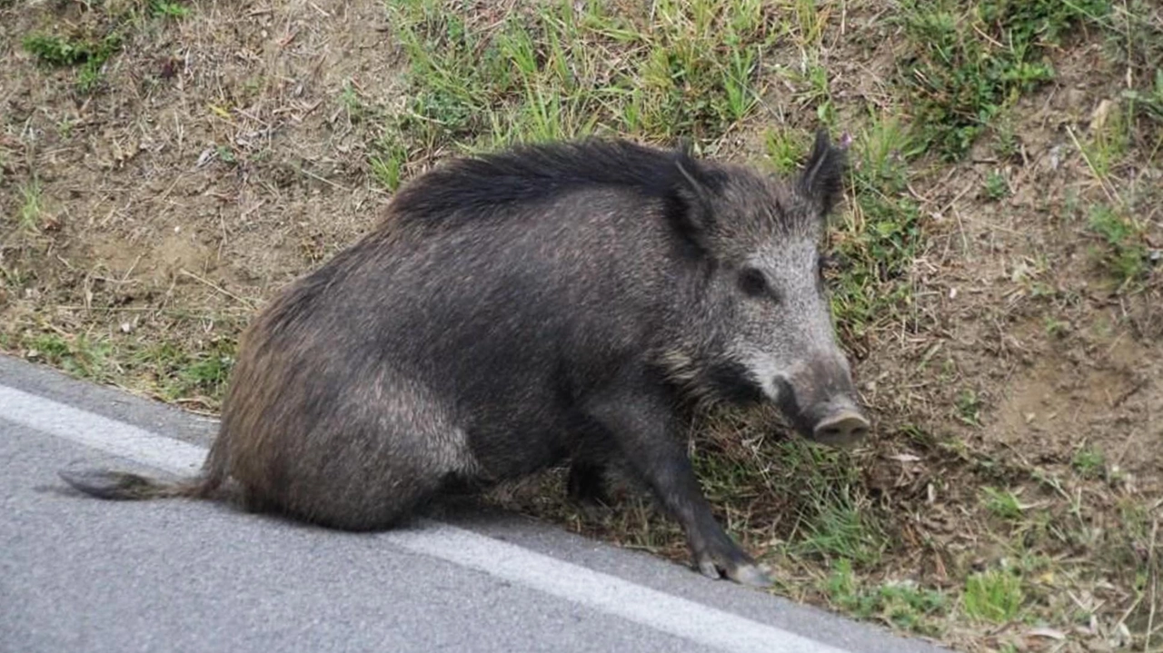 Un cinghiale sorpreso lungo una strada a ridosso di zone urbanizzate e coltivate (foto di repertorio)