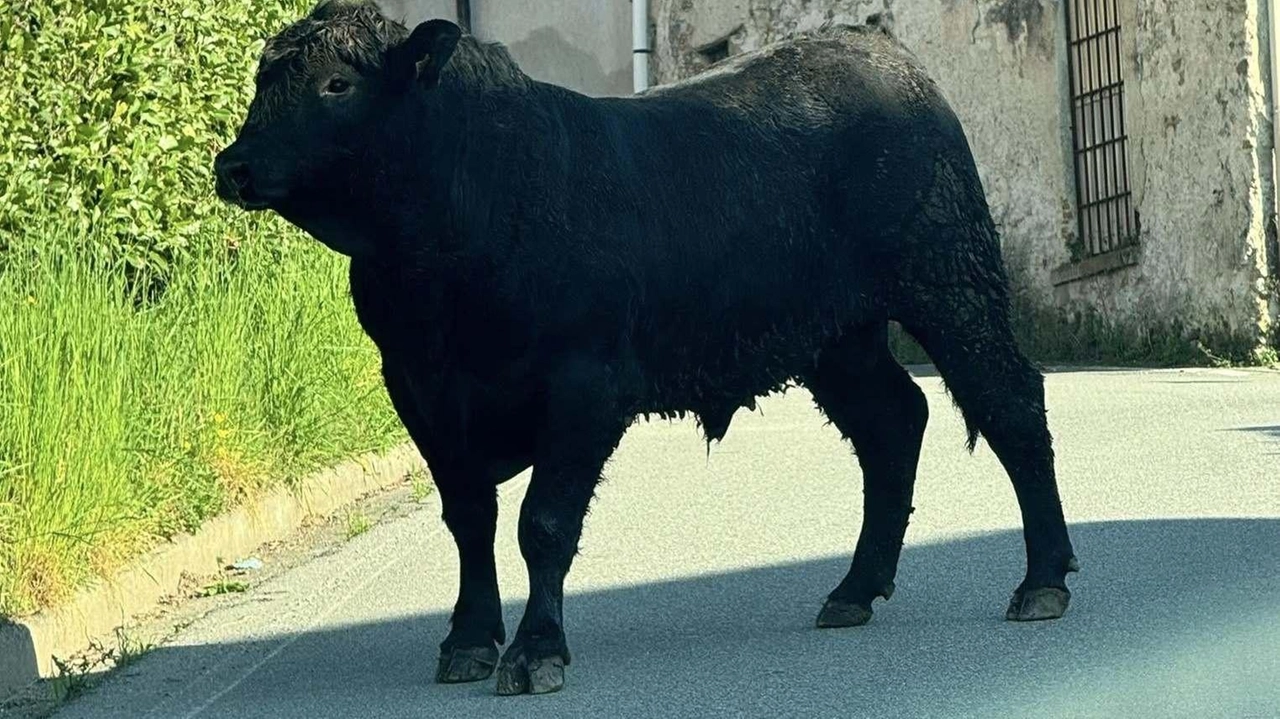 Corrida per le strade di Oggiono. Il toro l’ha caricata, incornata e scaraventata a metri di distanza. Ad essere ferita...