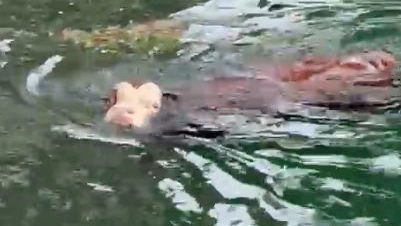 Una delle mucche finita nel canale Villoresi
