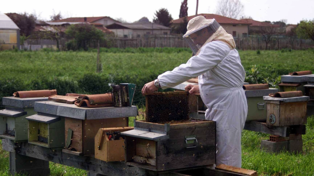 Tra le criticità che devono affrontare i produttori ci sono leaggressioni delle vespe vellutine, l’agricoltura intensiva e i fitofarmaci Tra le criticità che devono affrontare i produttori ci sono leaggressioni delle vespe vellutine, l’agricoltura intensiva e i fitofarmaci