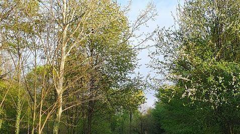 Bosco della Giretta, "feste di notte e fuochi accesi: chiediamo controlli" Bosco della Giretta, "feste di notte e fuochi accesi: chiediamo controlli"