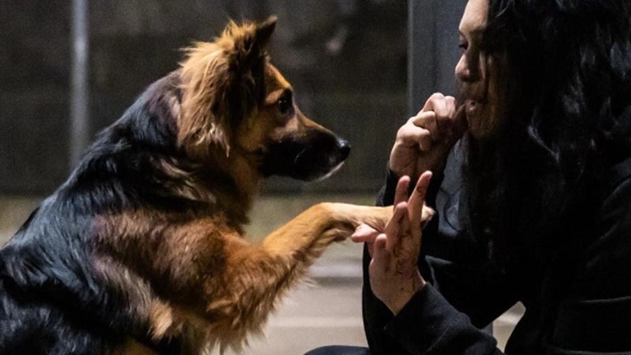 L'associazione Save The Dog e il Fondo Fulvia Anelli lanciano la campagna "AccogliAmo" a Monza per creare una rete di famiglie affidatarie per cani e gatti in situazioni di emergenza. La raccolta fondi online su ideaginger.it coprirà le spese di mantenimento degli animali accolti.