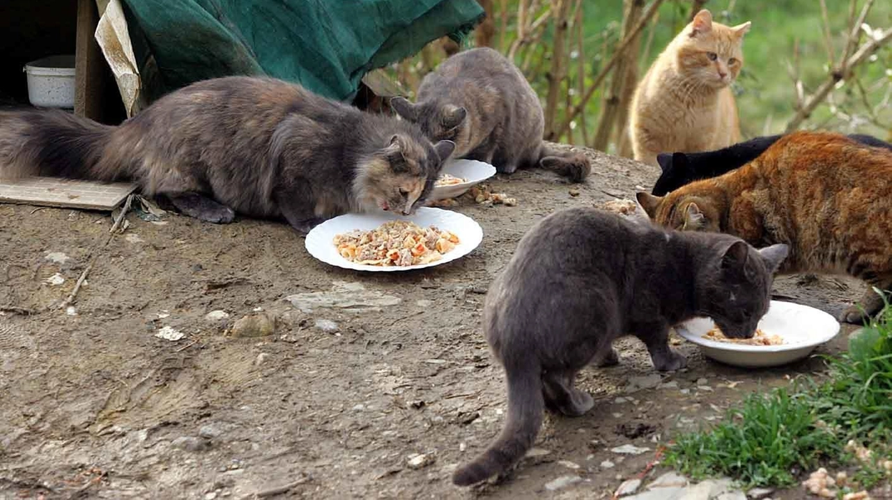 Una colonia felina (foto d’archivio) Una colonia felina (foto d’archivio)