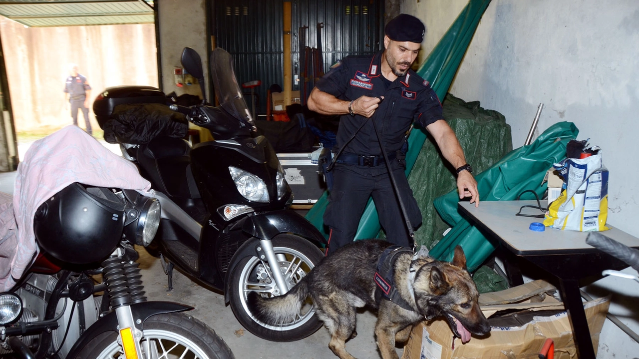 I carabinieri e i cani del Nucleo Cinofili di Casatenovo: 12 militari e 10 cani tra razza malinois, pastore belga, e pastori tedeschi (foto Cardini) I carabinieri e i cani del Nucleo Cinofili di Casatenovo: 12 militari e 10 cani tra razza malinois, pastore belga, e pastori tedeschi (foto Cardini)