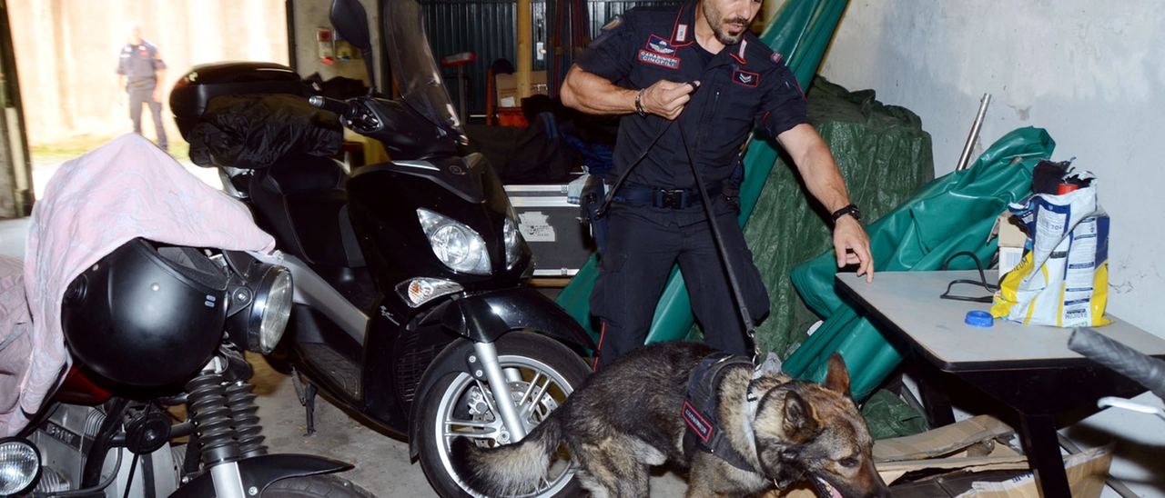 Come fanno i cani dei carabinieri a scovare armi e droga dietro muri blindati, senza fiatare: viaggio nella “truppa d’elite”
