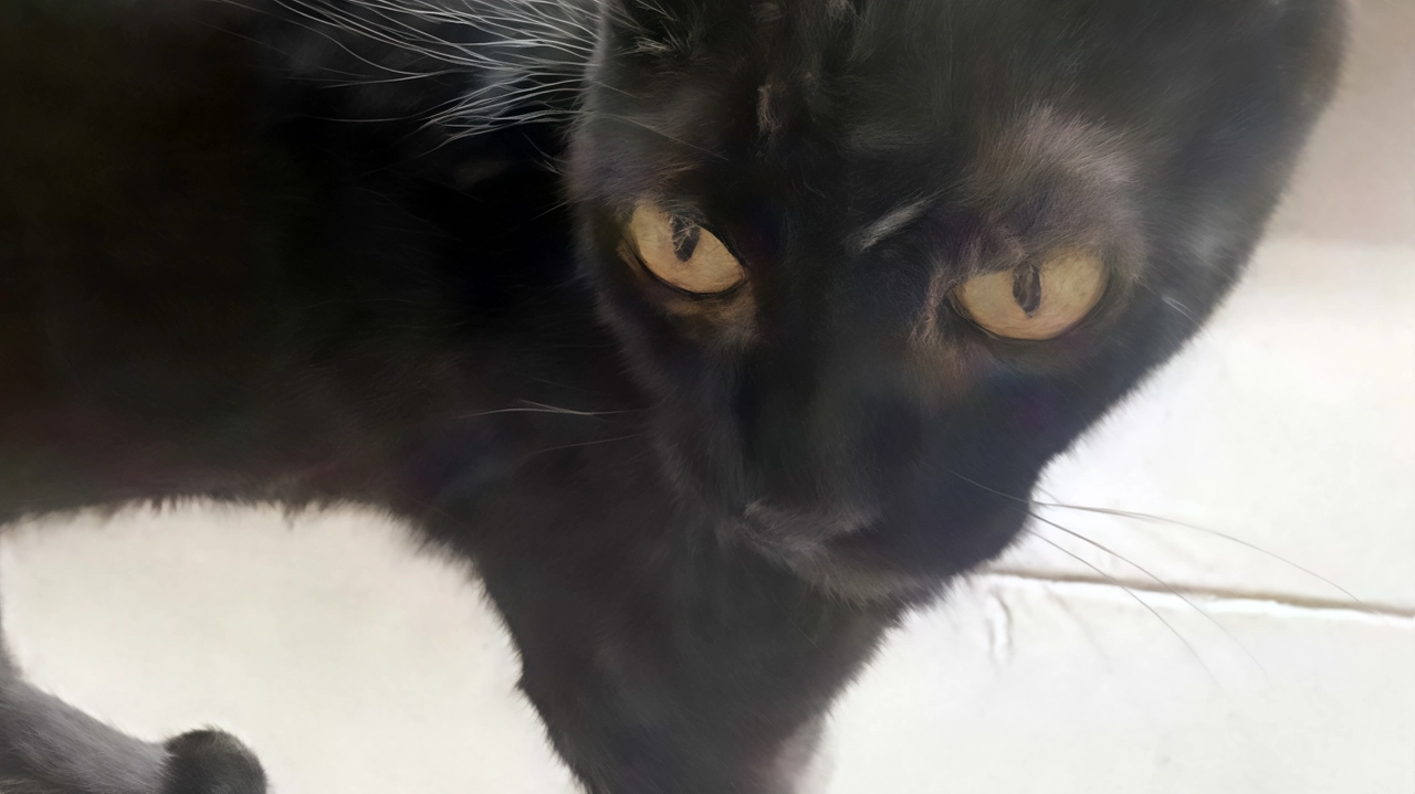 Ninetta, gatta nera di un anno e mezzo, è stata salvata a Caponago e ora cerca una famiglia amorevole. Dolce, socievole e giocosa, è adatta anche a chi è alla prima esperienza con i gatti. Contattare adozioni.gatti@enpamonza.it. Ninetta, gatta nera di un anno e mezzo, è stata salvata a Caponago e ora cerca una famiglia amorevole. Dolce, socievole e giocosa, è adatta anche a chi è alla prima esperienza con i gatti. Contattare adozioni.gatti@enpamonza.it.