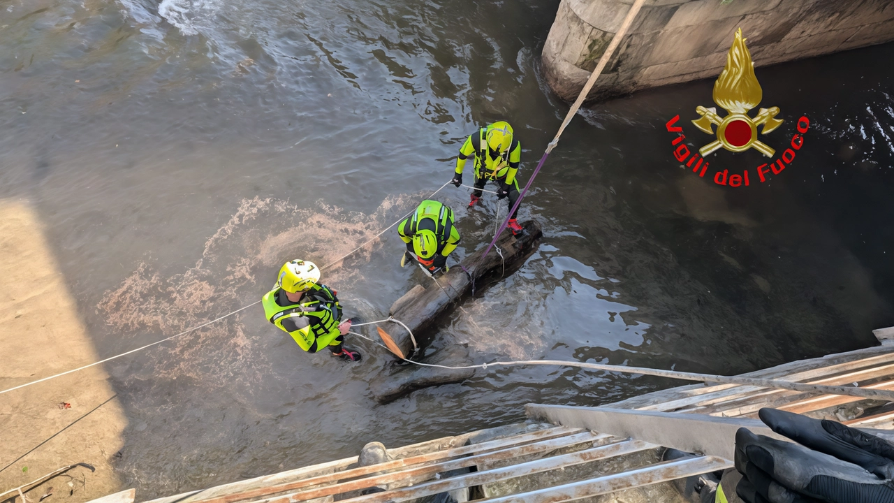Un albero di grosse dimensioni, trasportato dall’ultima piena, si era incastrato sotto le arcate del Ponte dei Leoni, in centro... Un albero di grosse dimensioni, trasportato dall’ultima piena, si era incastrato sotto le arcate del Ponte dei Leoni, in centro...
