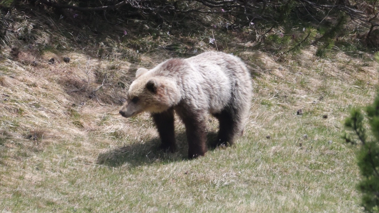 L'orso immortalato in Valfurva dal fotografo brianzolo L'orso immortalato in Valfurva dal fotografo brianzolo