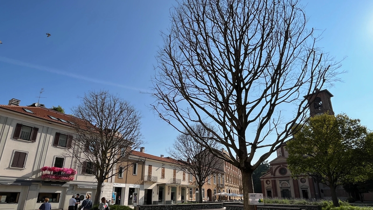 I bagolari di piazza san Magno vengono sostituiti dagli "alberi dei tulipani" I bagolari di piazza san Magno vengono sostituiti dagli "alberi dei tulipani"