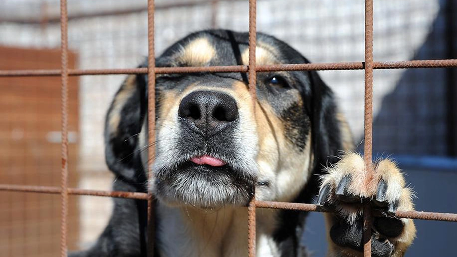 L’ultimo rapporto Zoomafia ha contato, nel 2023, oltre 7.117 procedimenti per reati a danni degli animali L’ultimo rapporto Zoomafia ha contato, nel 2023, oltre 7.117 procedimenti per reati a danni degli animali