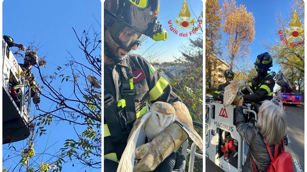 Il barbagianni salvato dai vigili del fuoco Il barbagianni salvato dai vigili del fuoco