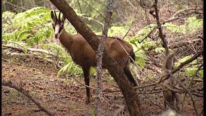 Il camoscio ha dimostrato nel corso degli anni una particolare resistenza Rappresenta oggi una delle specie simbolo del Parco nazionale dello Stelvio Il camoscio ha dimostrato nel corso degli anni una particolare resistenza Rappresenta oggi una delle specie simbolo del Parco nazionale dello Stelvio