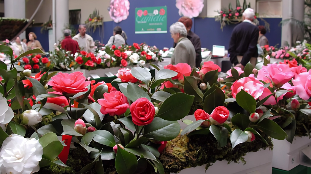 Dopo l’edizione primaverile, tornano in veste autunnale le Giornate delle Camelie. L’evento si terrà domani e domenica a Villa Della... Dopo l’edizione primaverile, tornano in veste autunnale le Giornate delle Camelie. L’evento si terrà domani e domenica a Villa Della...