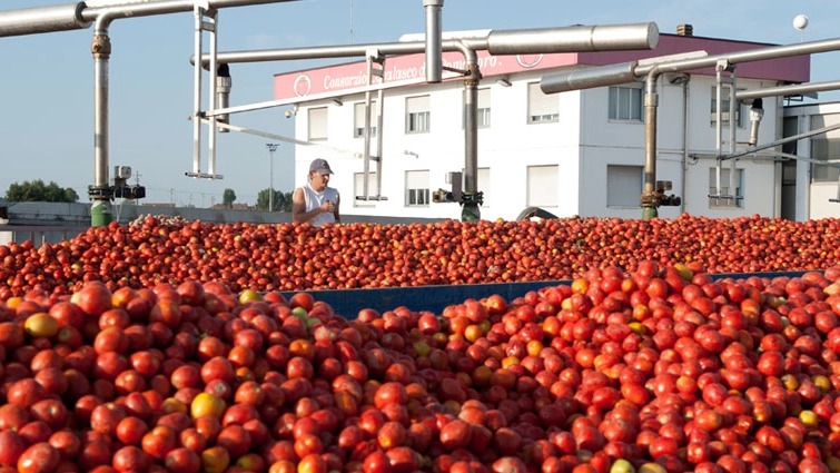 Una fase della produzione del pomodoro al Gruppo Casalasco Una fase della produzione del pomodoro al Gruppo Casalasco