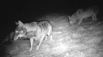 Per uccidere i lupi riempiono di veleno la carcassa di un cervo, ma finiscono nelle riprese di una fototrappola: denunciati