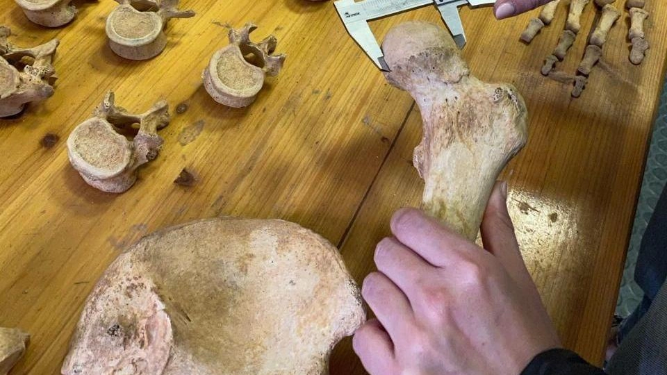 La collezione antropologica del Labanof della Statale è tra le più grandi del mondo: custodisce 7mila scheletri La collezione antropologica del Labanof della Statale è tra le più grandi del mondo: custodisce 7mila scheletri