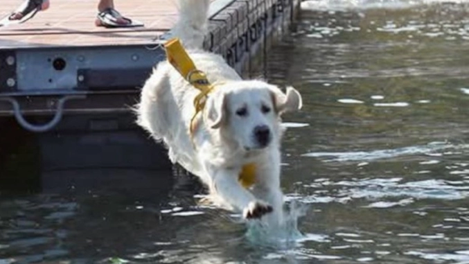 Il cane bagnino Artù