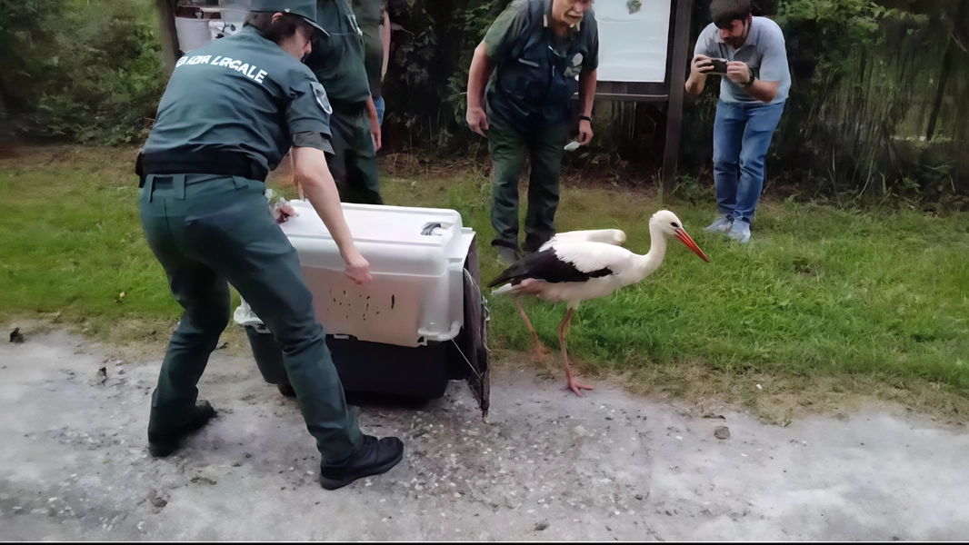 Gli animali selvatici recuperati da piccoli e salvati