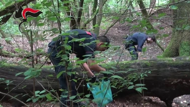 Il viavai di clienti è stato documentato anche con videocamere nascoste. Spacciavano nel parco delle Groane, il vasto polmone... Il viavai di clienti è stato documentato anche con videocamere nascoste. Spacciavano nel parco delle Groane, il vasto polmone...